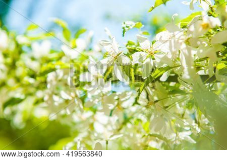 Cerry Flowers Blooming On A Spring Cherry Tree.