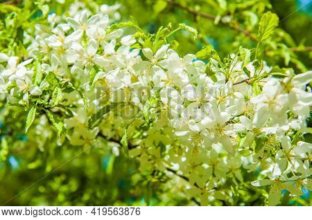 Cerry Flowers Blooming On A Spring Cherry Tree.
