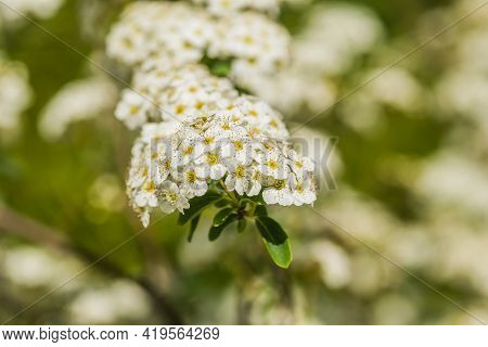 Tiny Snow-white Lilac Flowers Lobularia Maritima Alissum Maritimum, Sweet Alissum Or Sweet Alison, A