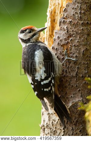 Beautiful Lesser Spotted Woodpecker Climbing Tree In Summer