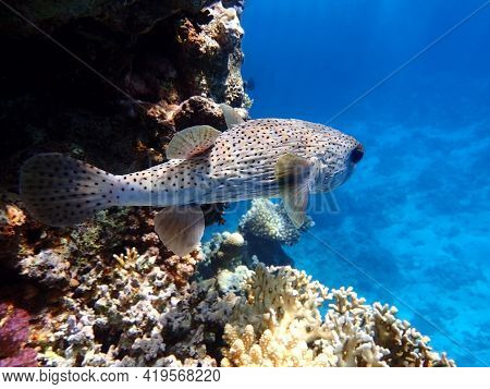 Porcupinefish (hedgehog Fish, Blowfish, Balloonfish, Globefish, Pufferfish) Near Coral Reef, Clear B