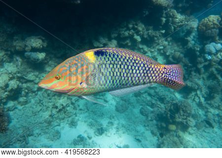 Checkerboard Wrasse (halichoeres Hortulanus) In Red Sea. Bright Tropical Fish In The Ocean, Clear Tu