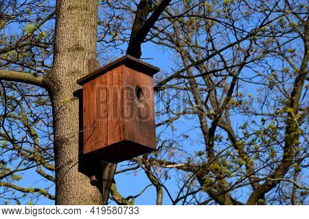 Acer, Attached, Bark, Beautiful, Bird, Birdhouse, Blue, Box, Branch, Brown, Burning, Burnt, Camoufla