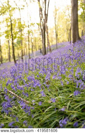 Bluebells Field Close-up In Graig Fawr Woods Near Margam Country Park On Sunset, Port Talbot, South 