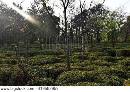 Picture Of Kangra Tea Plants. Himachal Pradesh, India.
