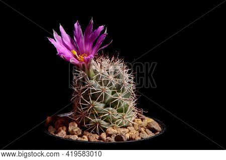 Pink Flower Of Mammillaria Cactus Blooming Against Dark Background