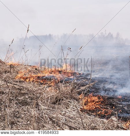In The Spring, Dry Grass Burns On The Field. Grassroots Natural Fire.