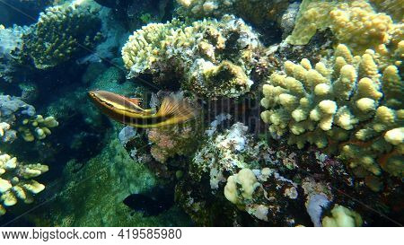 Blackside Hawkfish (paracirrhites Forsteri) Undersea, Red Sea, Egypt, Sharm El Sheikh, Nabq Bay