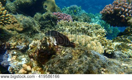 Blackside Hawkfish (paracirrhites Forsteri) Undersea, Red Sea, Egypt, Sharm El Sheikh, Nabq Bay