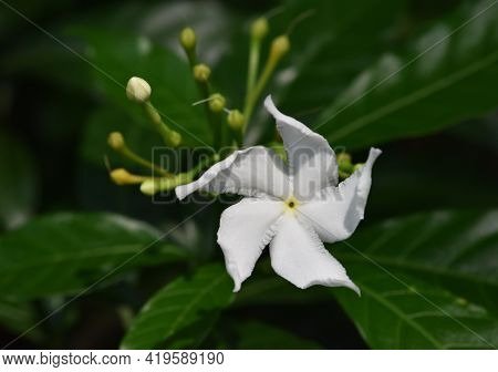 Sampaguita Jasmine Flowers Is Blooming In The Garden With Green Leaves Background .