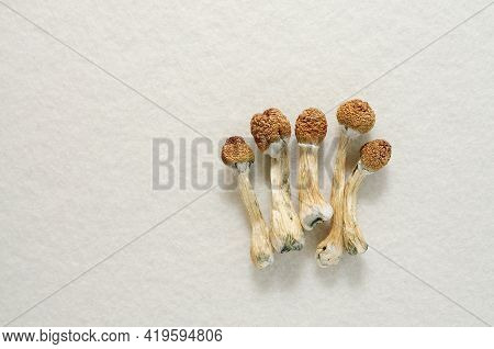 Psilocybe Cubensis Mushrooms Isolated On White Background. Psilocybin Psychedelic Magic Mushrooms Go