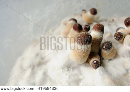 Micro Growing Of Psilocybe Cubensis Mushrooms On White Background. Mycelium Of Psilocybin Psychedeli
