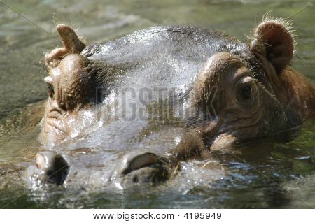 Hippo grand chef