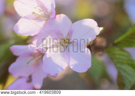 Sakhalin Cherry Blossoms (prunus Sargentii), Macro Photography, Selective Focus, Horizontal Orientat