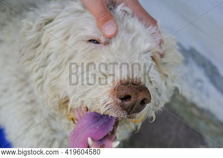 Cute Gray Dog's Muzzle Close-up With Tongue Out Of The Mouth. Hands Cuddling Dog. Lagotto Romagnolo 
