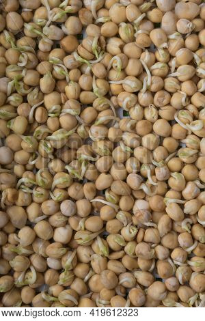 Germination Of Seeds In A Special Tray. Tray With Grid For Microgreening. Pea Seeds With Sprouts, Su