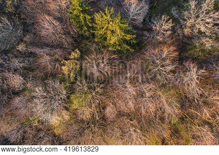 Top view of deciduous tree forest in the beginning of spring