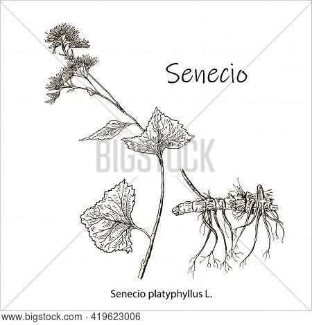 Senecio Platyphyllus. Vector Hand Drawn Herb. Botanical Plant Illustration. Vintage Medicinal Herb S