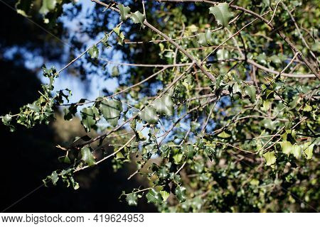 Simple Alternate Distally Acuminate Proximally Broad Rounded Aculeate Undulately Margined Leaves Of 