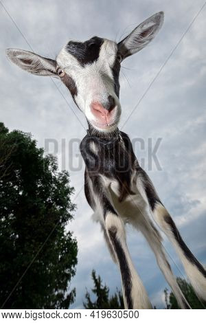 A Black And White Spotted Goat With A Pink Nose Stands Like A Giraffe