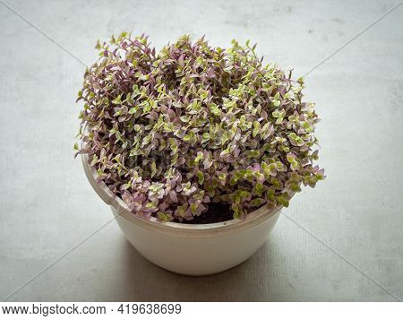 Creeping Inchplant, Bolivian Jew Or Turtle Vine (callisia Repens), Withe Pot Plant With Little Green
