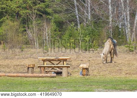 A Lone Harnessed Horse In The Saddle Stands On A Spring Lawn And Eats Dry Grass Near A Wooden Campin