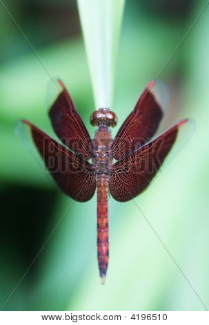 Grasshawk libellule