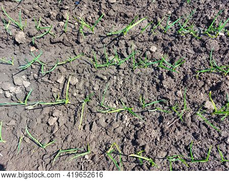Sprouts Of Garlic Sprouted In The Garden Bed. Spring, Sunny Day, Gardening. Top View