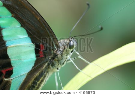 Wspólne bławatek (Graphium Sarpedon)