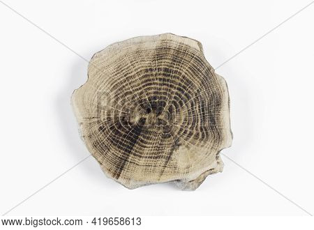 Wooden Saw Cut. Tree Trunk Rings. On White Background.