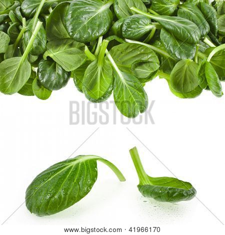 čerstvé zelené listy špenátu nebo pak choi izolovaných na bílém pozadí