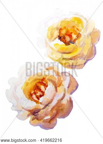 White roses isolated on white Artistic sketch etude. Wet Oil painting