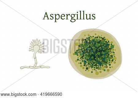 Aspergillus Mold Vector Illustration Isolated On White Background.