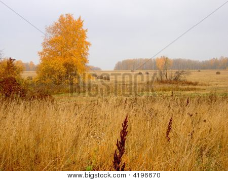 Herbst-Feld