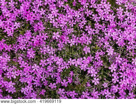 Lilac Aubrieta Deltoidea Flowers In The Summer Garden.