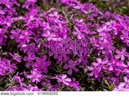 Lilac Aubrieta Deltoidea Flowers In The Summer Garden.
