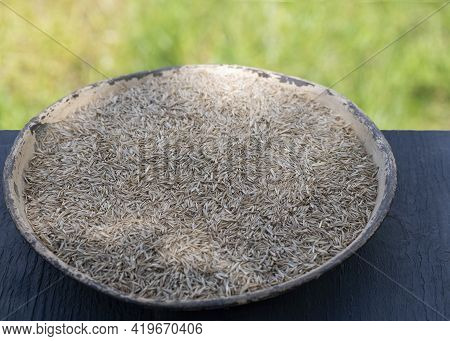 Lolium, Rye Seed Husks In A Contaner For Use Of Grass Seed On Lawns, Replair Or Newly Laid , Selecti