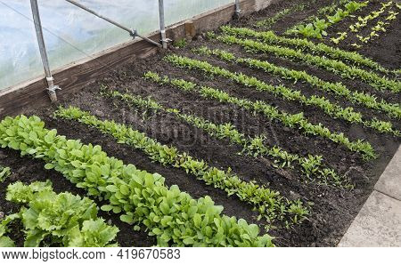 Growing Vegetables In A Polytunnel, Rows Of Spring Organic Plants Inside A Polythene Poly Tunnel  In