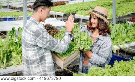 Farmer Harvesting Vegetable Organic Salad, Lettuce From The Hydroponic Farm For Customers And Make H