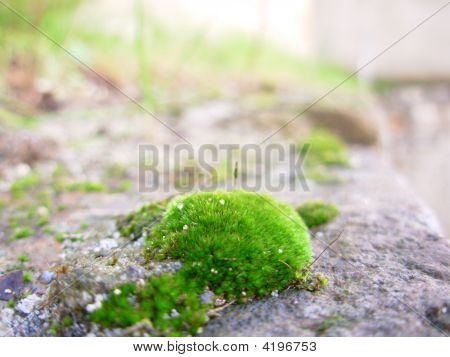Sphagnum