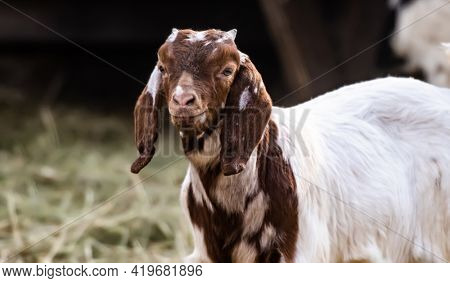 Young buer goat with cute eyes looking back on the nature. Beautiful animal portrait in zoo