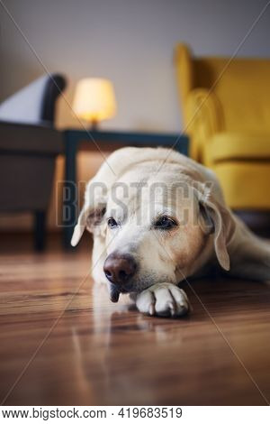 Domestic Life With Pets. Portrait Of Senior Dog At Home. Bored Labrador Retriver Lying Down Against 
