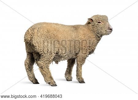 Southdown sheep, Babydoll, smiling sheep