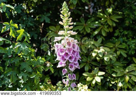 The Beautiful But Toxic Pink Digitalis Plant