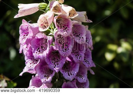 The Beautiful But Toxic Pink Digitalis Plant