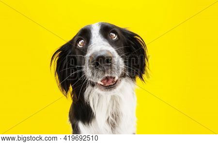 Funny Loved Border Collie Dog Lookig With Heartwarming Eyes. Isolated On Yellow Colored Background