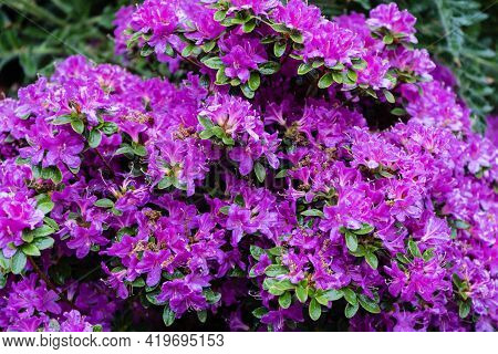 Colourful Blooming Rhododendron Azalea Blossom In Spring