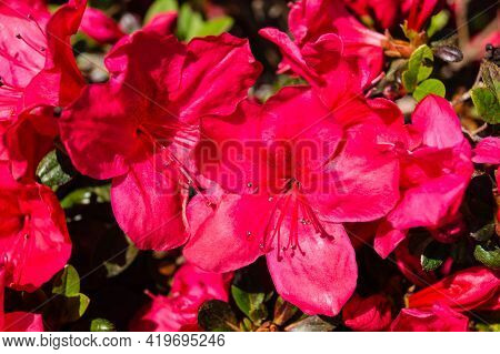 Colourful Blooming Rhododendron Azalea Blossom In Spring