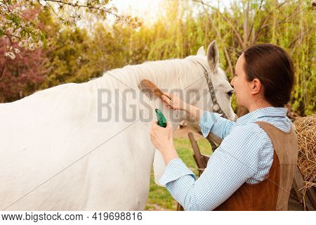 A Young Beautiful Woman Combs The Mane And Tail Of A Horse With A Wooden Comb. Spray For Hair Care. 