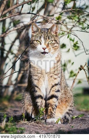 A Beautiful Stray Cat Sits In The Bush And Looks At The Camera